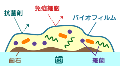 写真：バイオフィルム